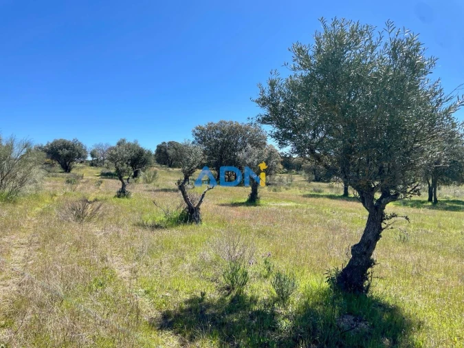 Terreno para Venda em Rosmaninhal Foto 15
