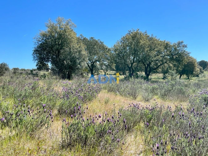 Terreno para Venda em Rosmaninhal Foto 11