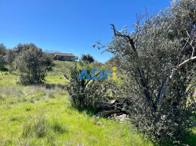 Terreno para Venda em Rosmaninhal Foto 9