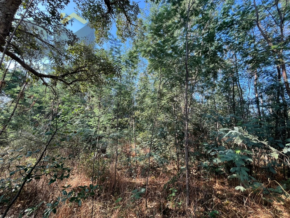 Terreno Agricola ou Rústico para Venda em Salgueiro do Campo Foto 3