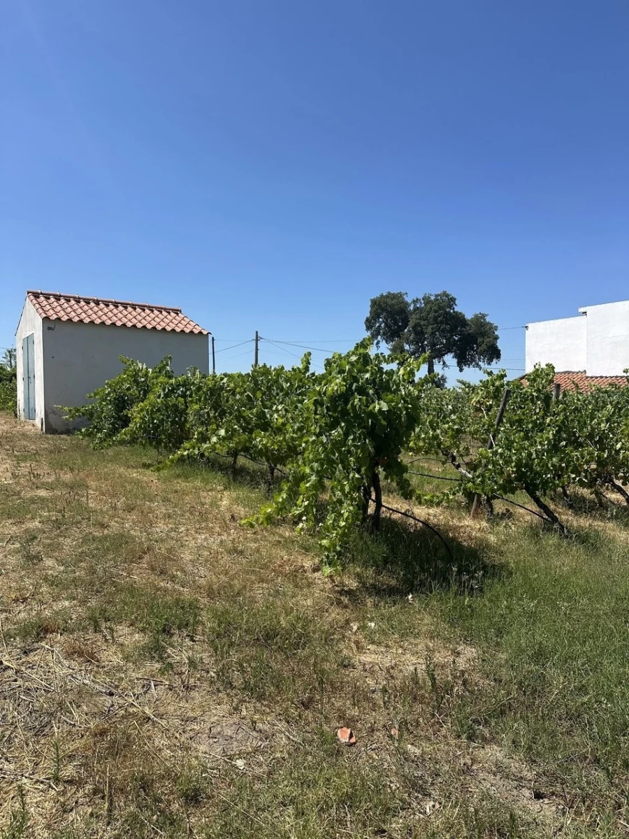 Quinta T2 para Venda em Mora Foto 2