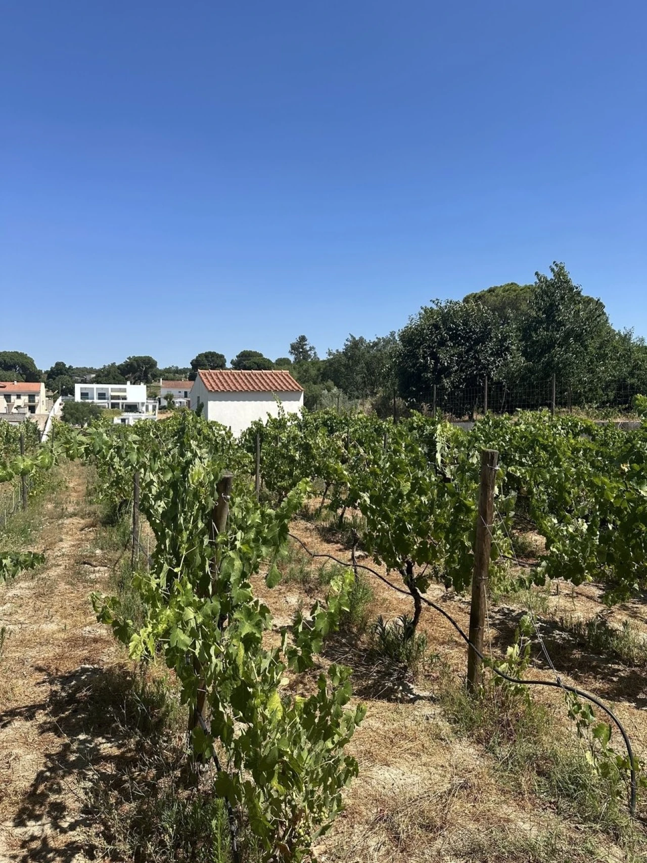 Quinta T2 para Venda em Mora Foto 20