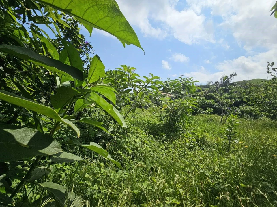 Terreno para Venda em Rabo de Peixe Foto 8