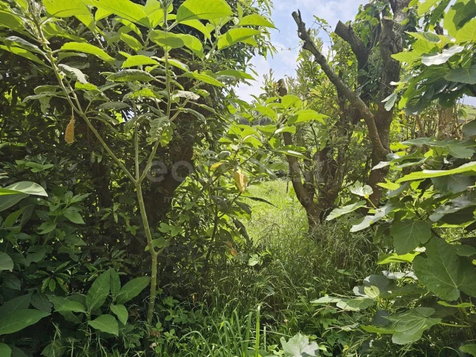 Terreno para Venda em Rabo de Peixe Foto 3