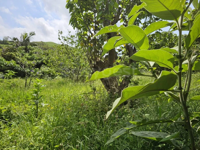 Terreno para Venda em Rabo de Peixe Foto 9
