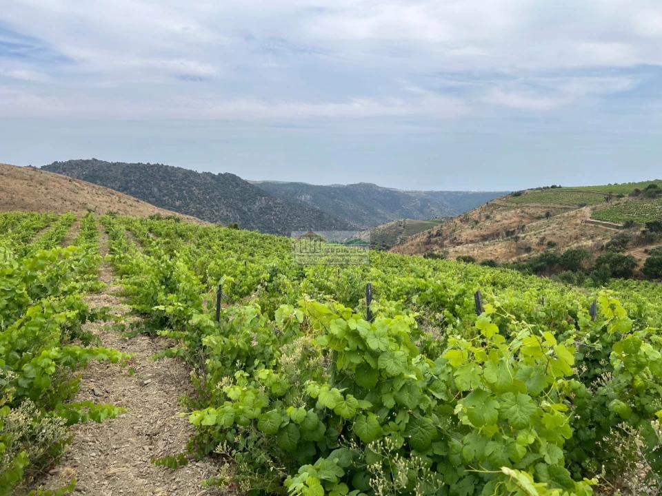 Quinta para Venda em Freixo de Espada a Cinta e Mazouco Foto 11