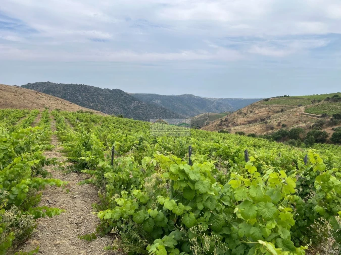 Quinta para Venda em Freixo de Espada a Cinta e Mazouco Foto 11