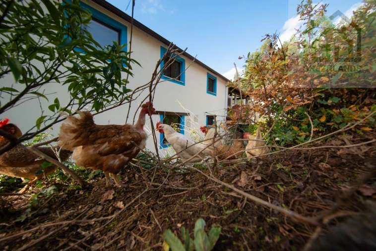 Quinta T2 para Venda em Vila Nova do Ceira Foto 4