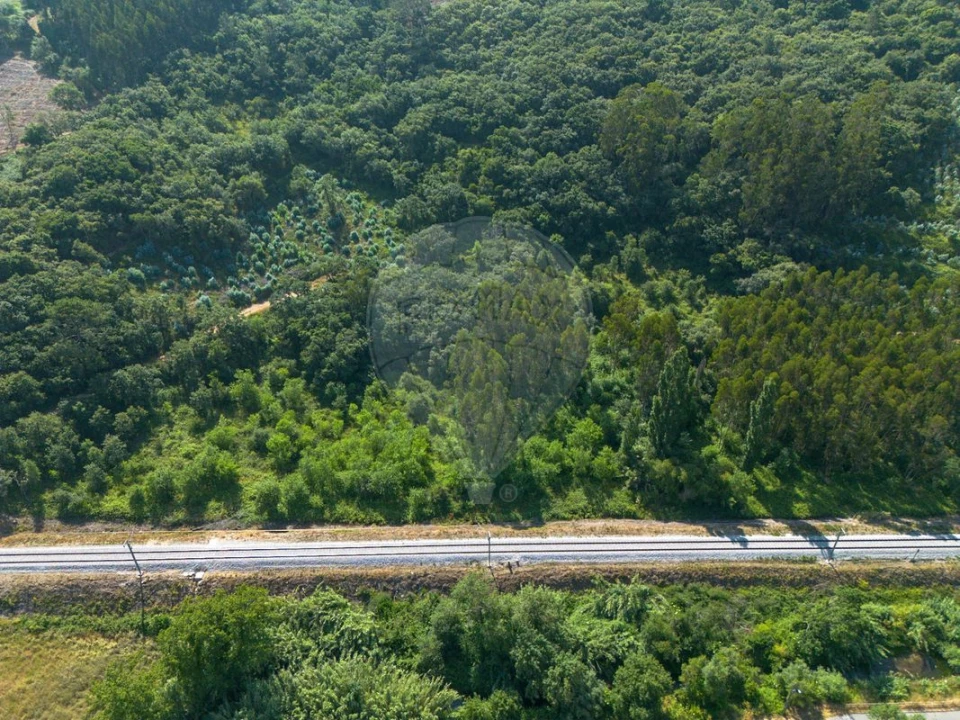 Terreno para Venda em Igreja Nova e Cheleiros Foto 9