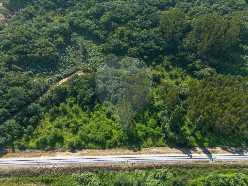 Terreno para Venda em Igreja Nova e Cheleiros Foto 10