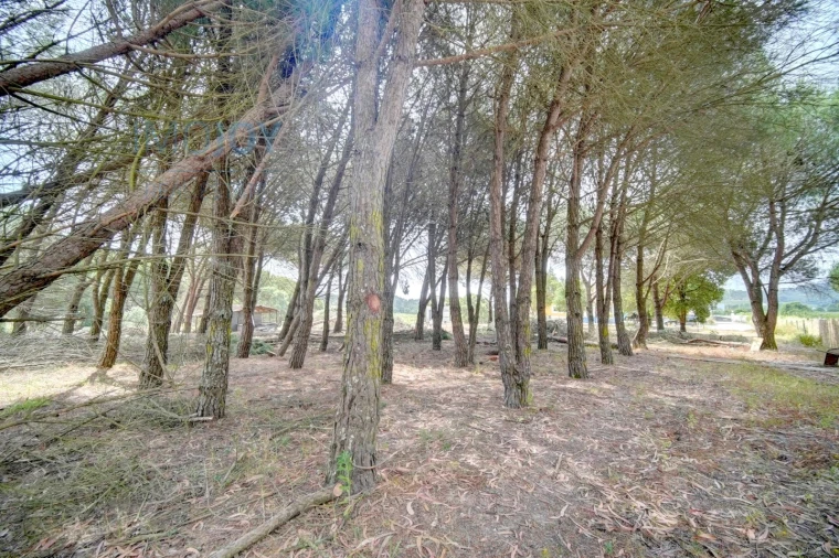 Quinta T3 para Venda em Alcoentre Foto 49