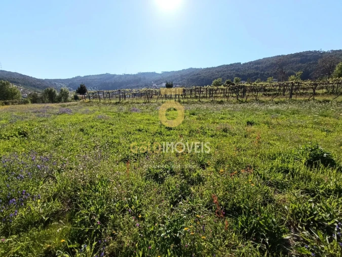 Terreno Agricola ou Rústico para Venda em Luzim e Vila Cova Foto 9