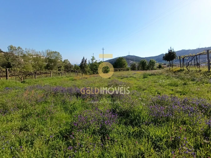 Terreno Agricola ou Rústico para Venda em Luzim e Vila Cova Foto 5
