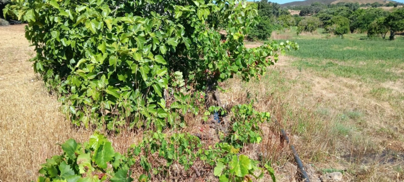 Terreno Agricola ou Rústico para Venda em Odiaxere Foto 9