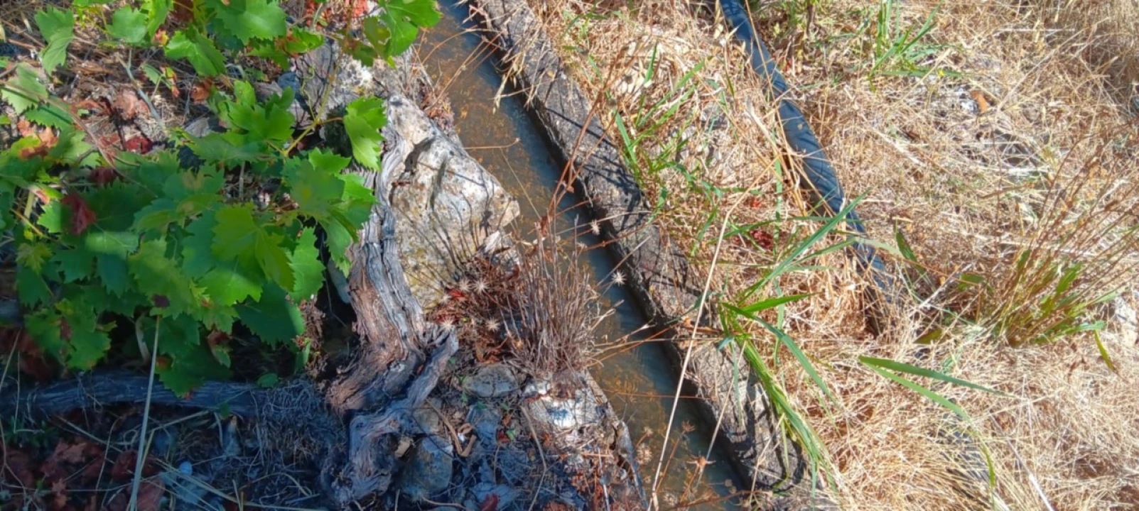 Terreno Agricola ou Rústico para Venda em Odiaxere Foto 10