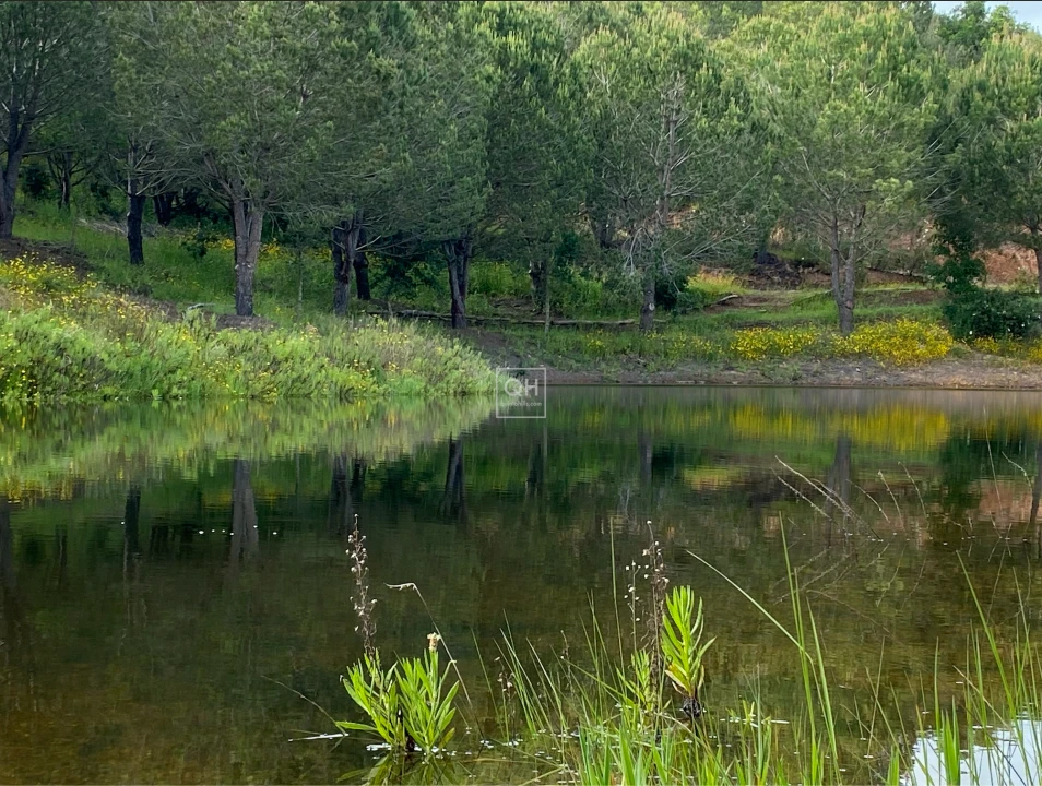 Quinta T1 para Venda em São Martinho das Amoreiras Foto 14