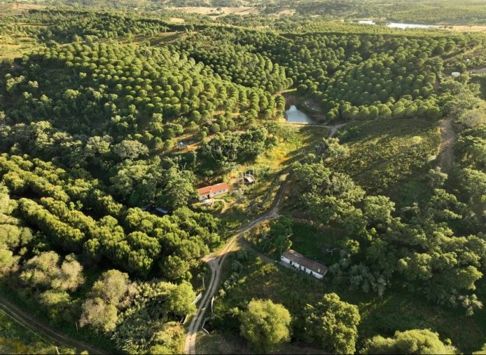 Quinta T1 para Venda em São Martinho das Amoreiras Foto 2