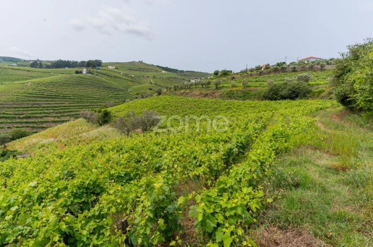 Moradia T4 para Venda em Lobrigos (São Miguel e São João Baptista) e Sanhoane Foto 41