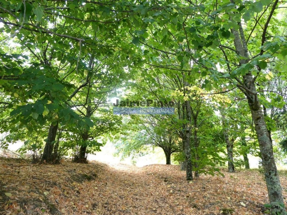 Terreno Misto para Venda em Baião (Santa Leocádia) e Mesquinhata Foto 2