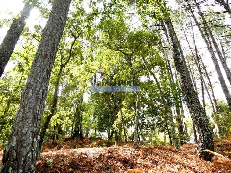 Terreno Misto para Venda em Baião (Santa Leocádia) e Mesquinhata Foto 5