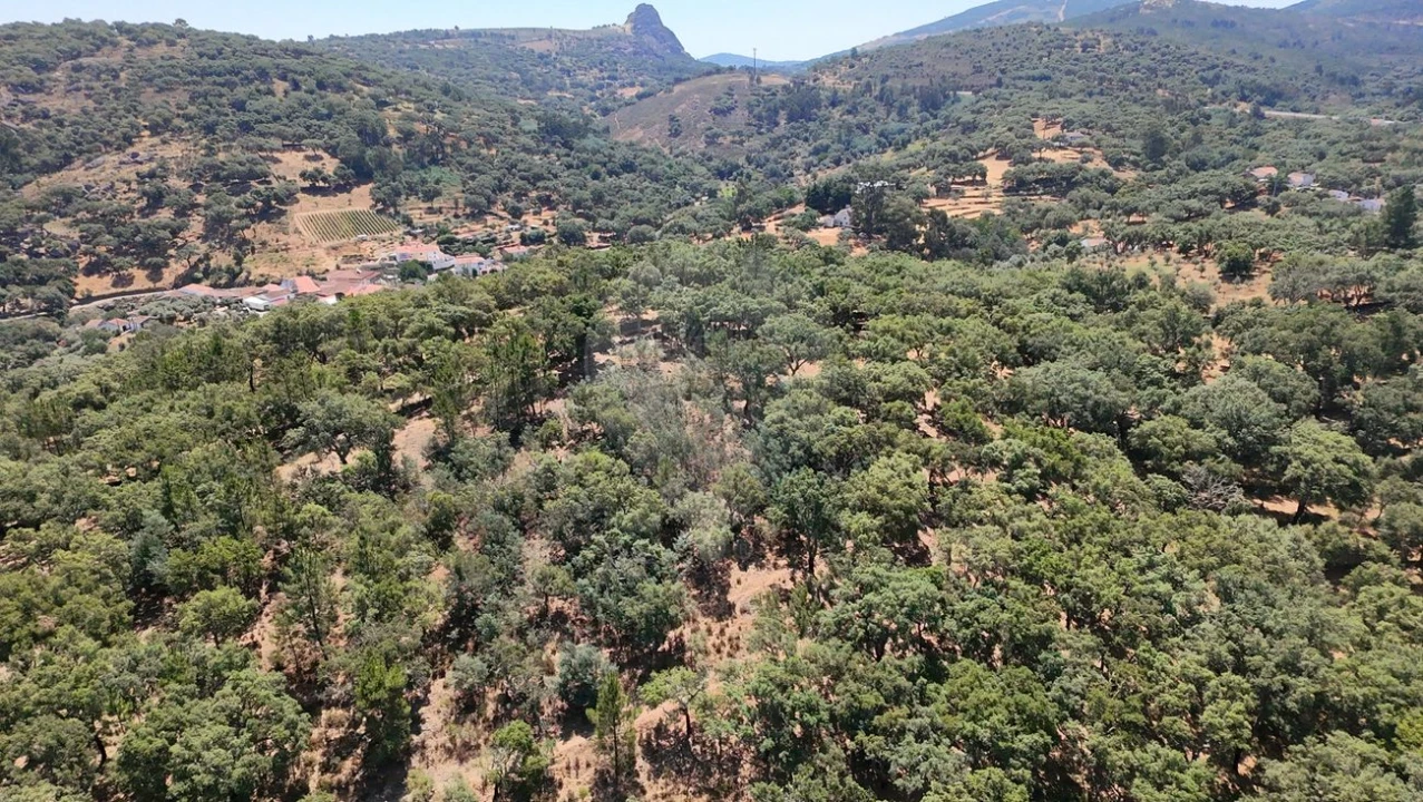 Terreno para Venda em Santa Maria de Marvão Foto 2