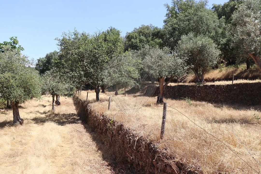 Terreno para Venda em Santa Maria de Marvão Foto 42