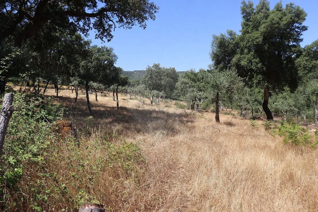 Terreno para Venda em Santa Maria de Marvão Foto 39