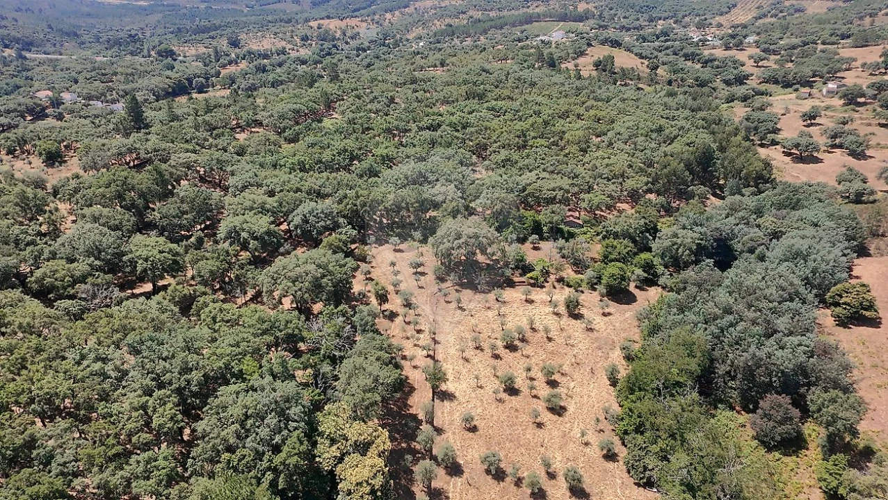 Terreno para Venda em Santa Maria de Marvão Foto 17