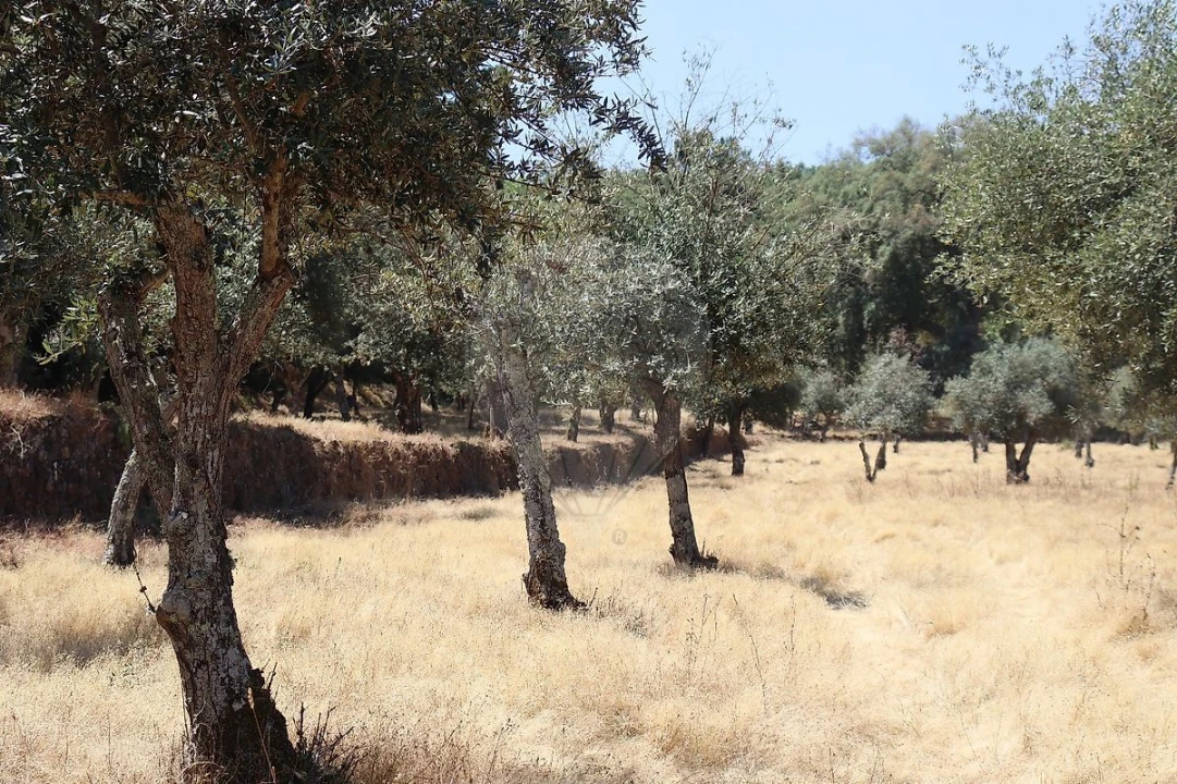 Terreno para Venda em Santa Maria de Marvão Foto 37