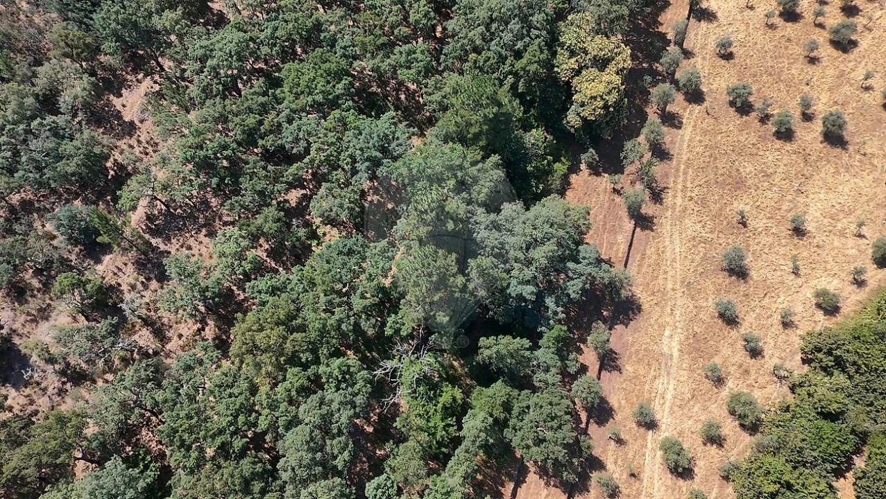 Terreno para Venda em Santa Maria de Marvão Foto 13