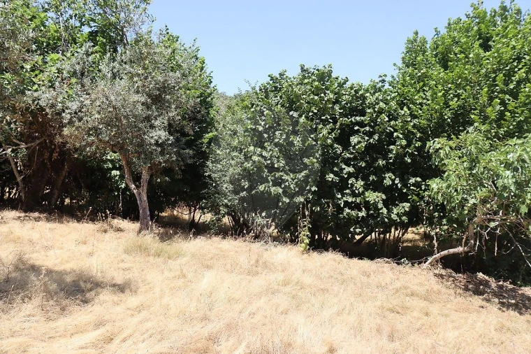 Terreno para Venda em Santa Maria de Marvão Foto 43