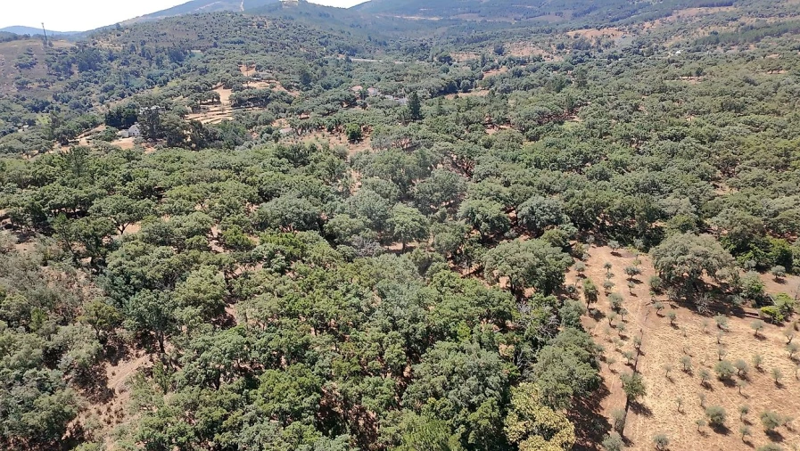 Terreno para Venda em Santa Maria de Marvão Foto 3