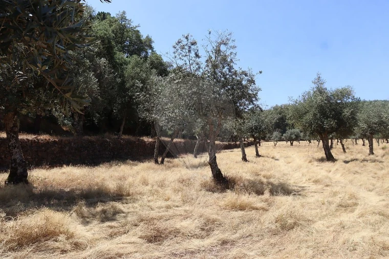 Terreno para Venda em Santa Maria de Marvão Foto 40