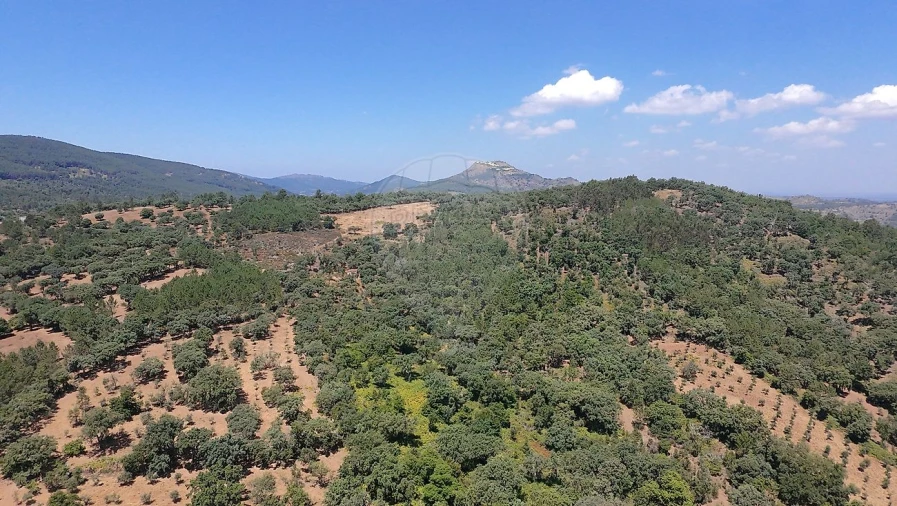 Terreno para Venda em Santa Maria de Marvão Foto 21
