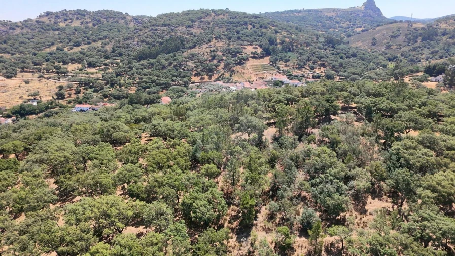 Terreno para Venda em Santa Maria de Marvão Foto 1