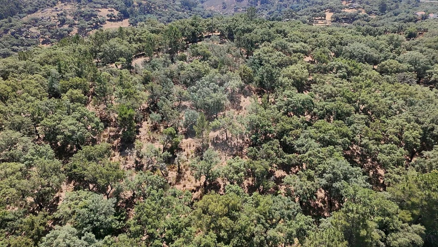 Terreno para Venda em Santa Maria de Marvão Foto 33