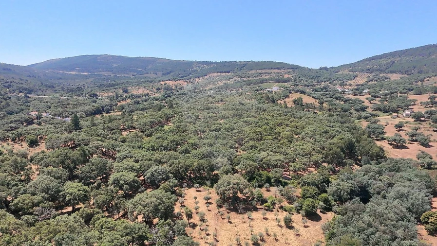 Terreno para Venda em Santa Maria de Marvão Foto 18