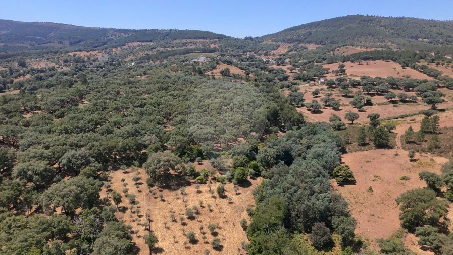 Terreno para Venda em Santa Maria de Marvão Foto 6