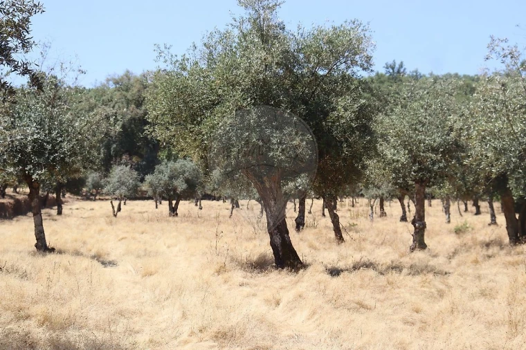 Terreno para Venda em Santa Maria de Marvão Foto 38
