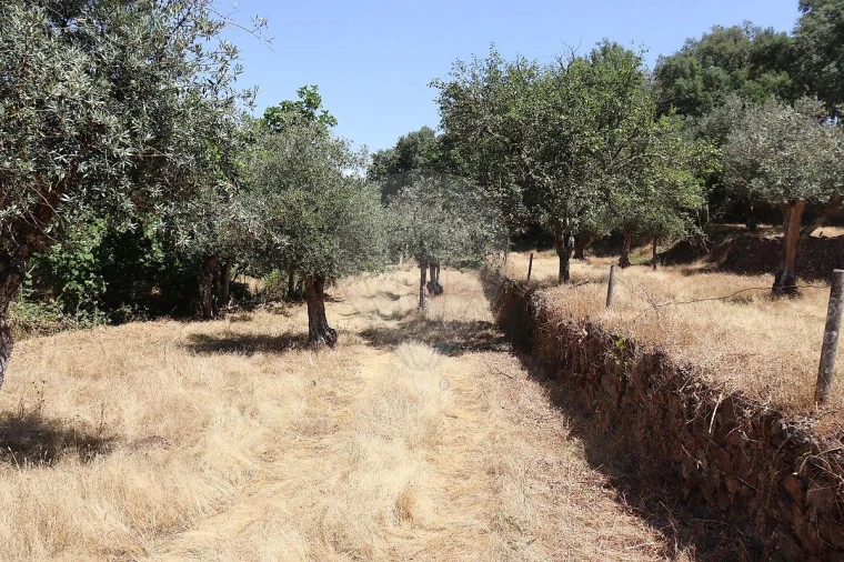 Terreno para Venda em Santa Maria de Marvão Foto 46