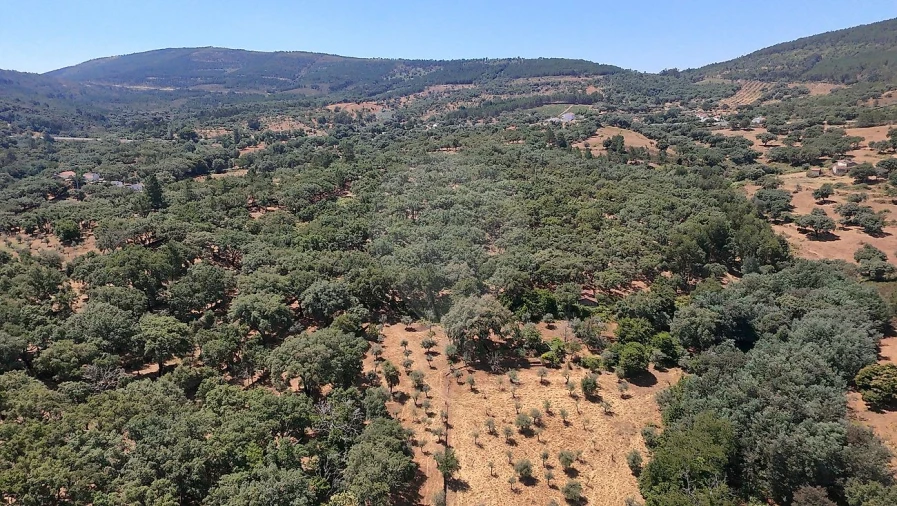 Terreno para Venda em Santa Maria de Marvão Foto 5