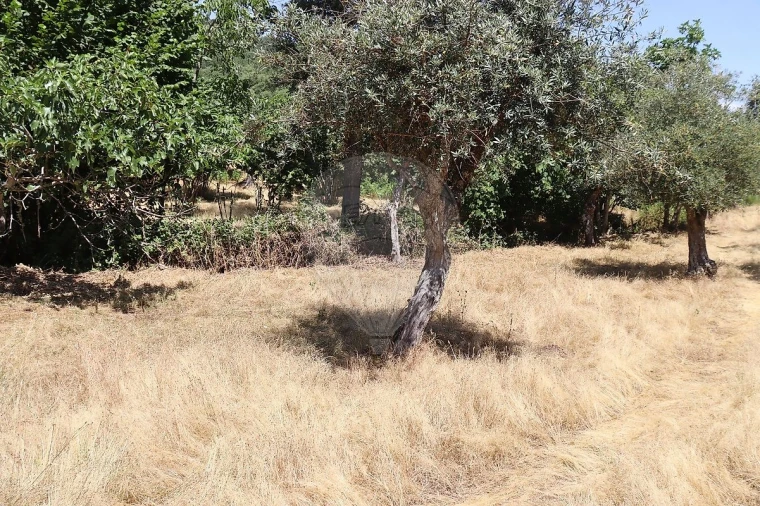 Terreno para Venda em Santa Maria de Marvão Foto 45