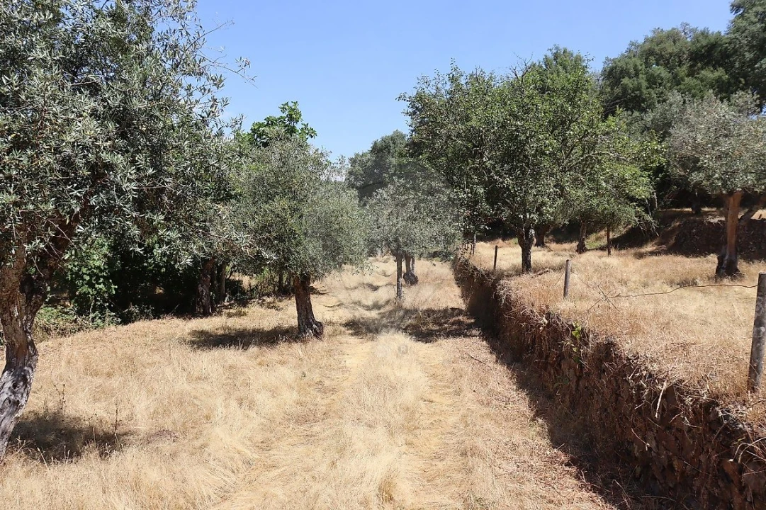 Terreno para Venda em Santa Maria de Marvão Foto 44