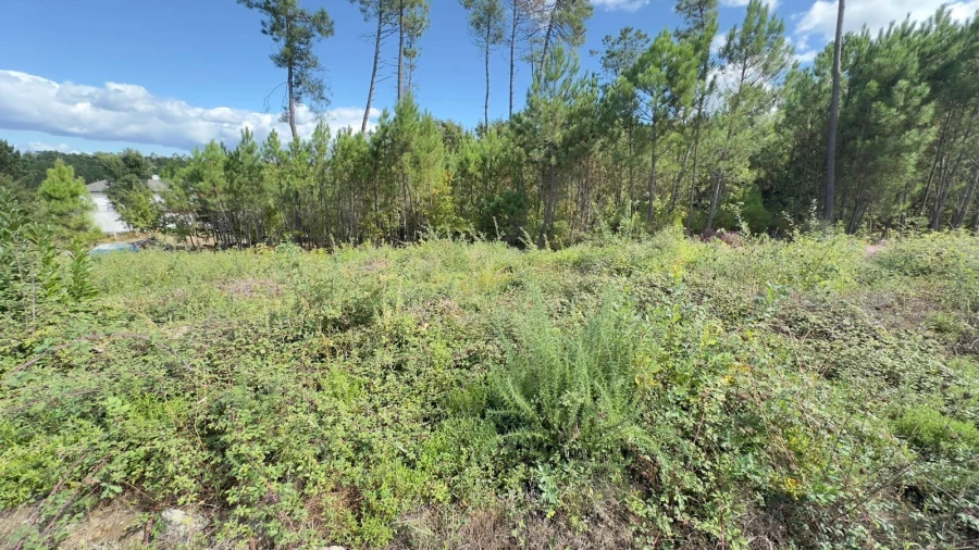 Terreno Agricola ou Rústico para Venda em Ribafeita Foto 5
