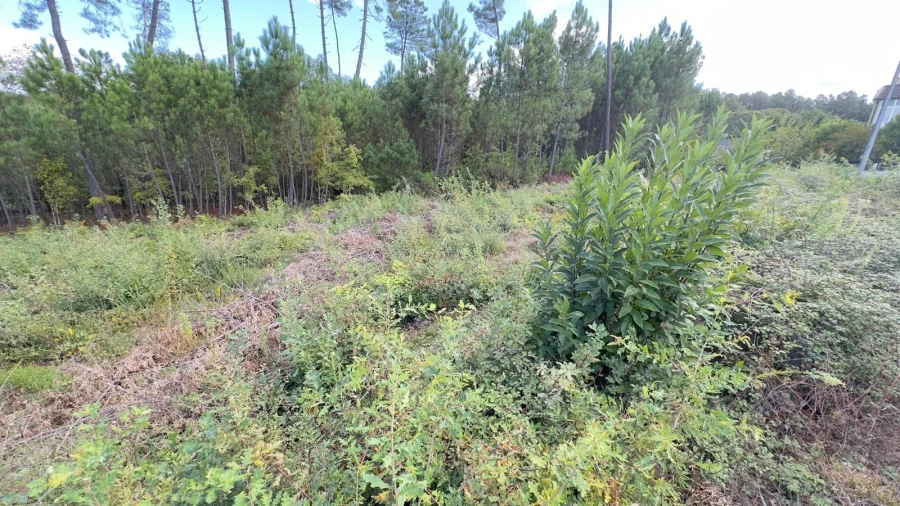 Terreno Agricola ou Rústico para Venda em Ribafeita Foto 8