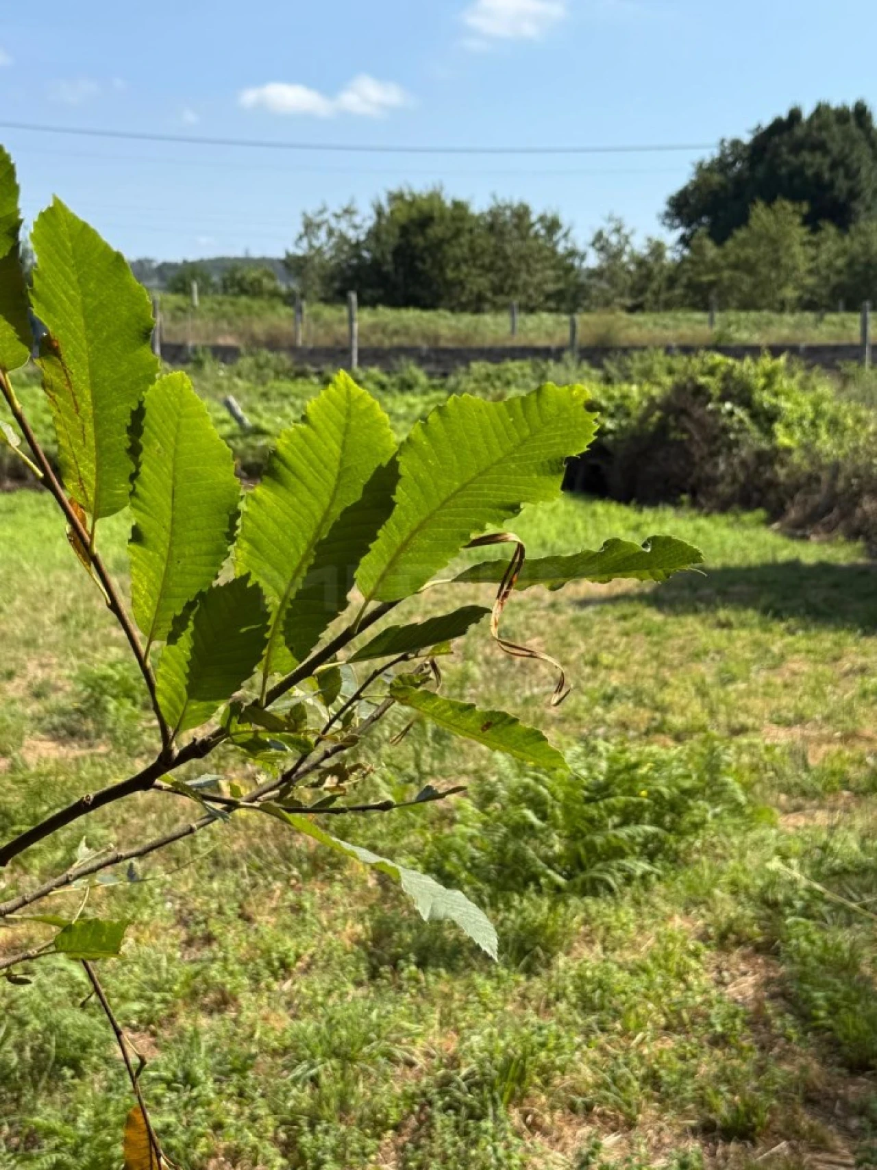 Terreno para Venda em Lemenhe, Mouquim e Jesufrei Foto 4