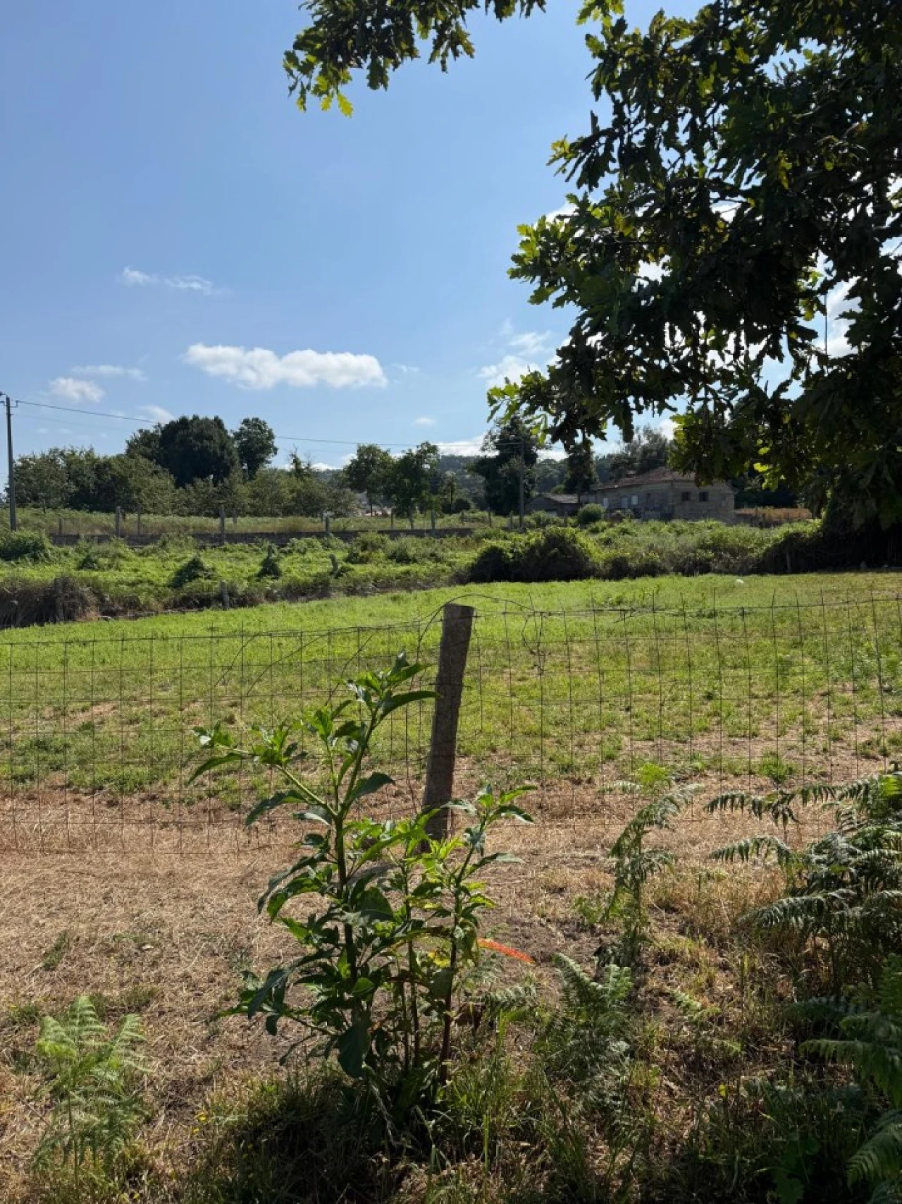 Terreno para Venda em Lemenhe, Mouquim e Jesufrei Foto 16