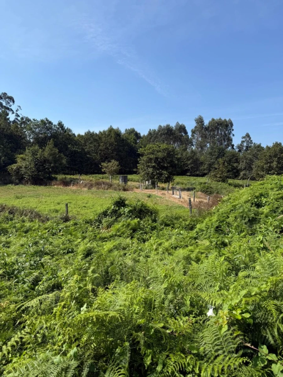 Terreno para Venda em Lemenhe, Mouquim e Jesufrei Foto 10