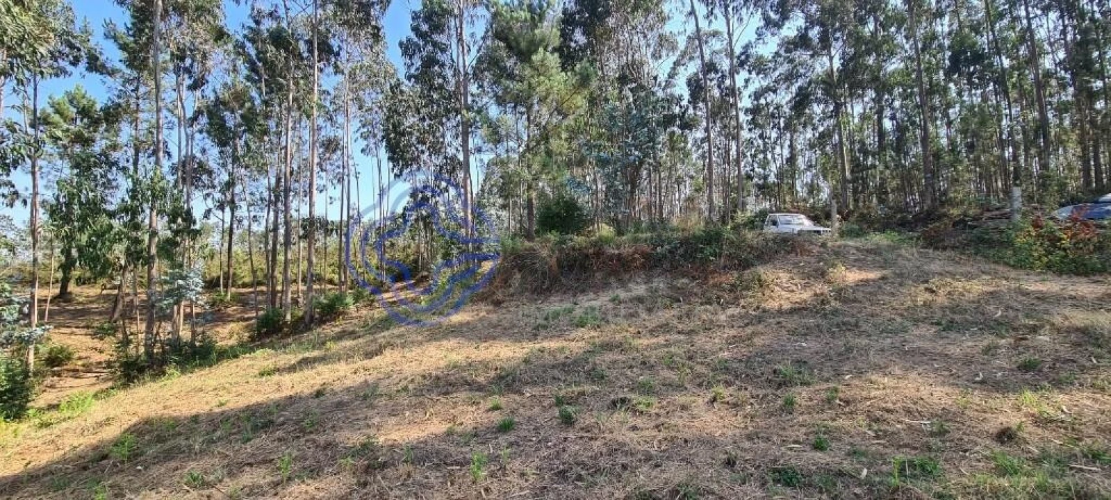 Terreno para Venda em Caldas de São Jorge e Pigeiros Foto 16