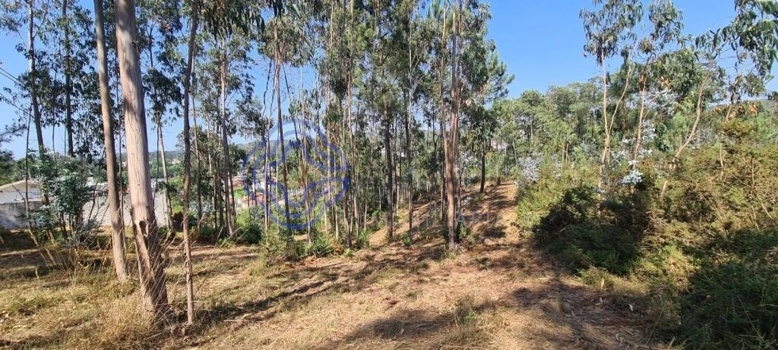 Terreno para Venda em Caldas de São Jorge e Pigeiros Foto 8